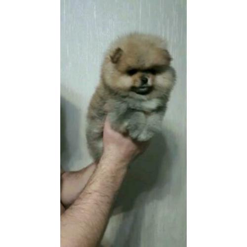 Pomeriaan exclusief reutje mini bear??
