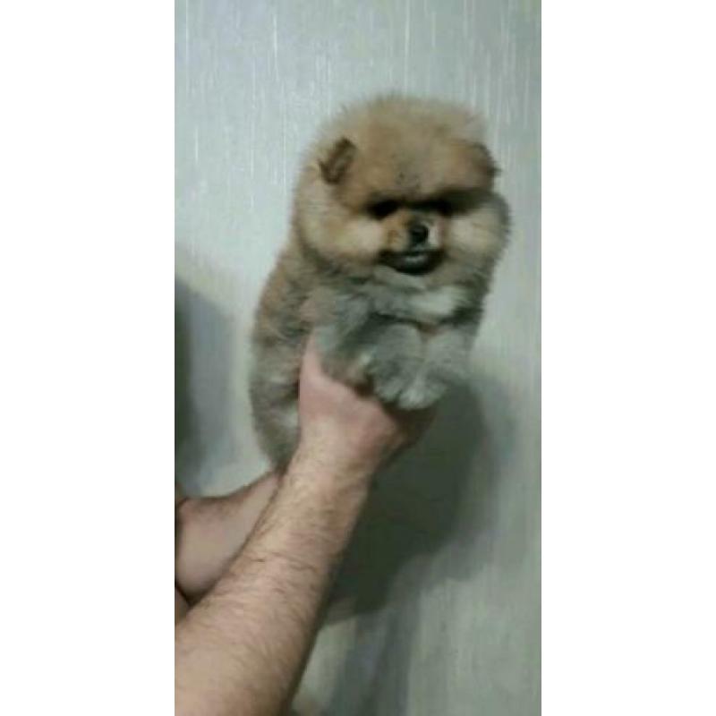 Pomeriaan exclusief reutje mini bear??
