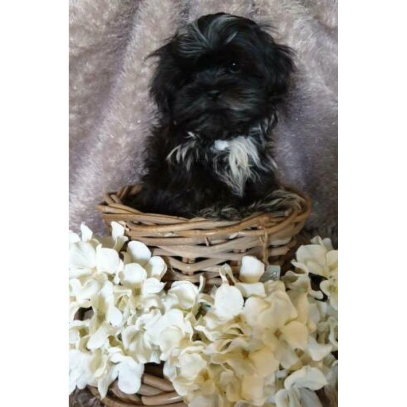 Boomer pup