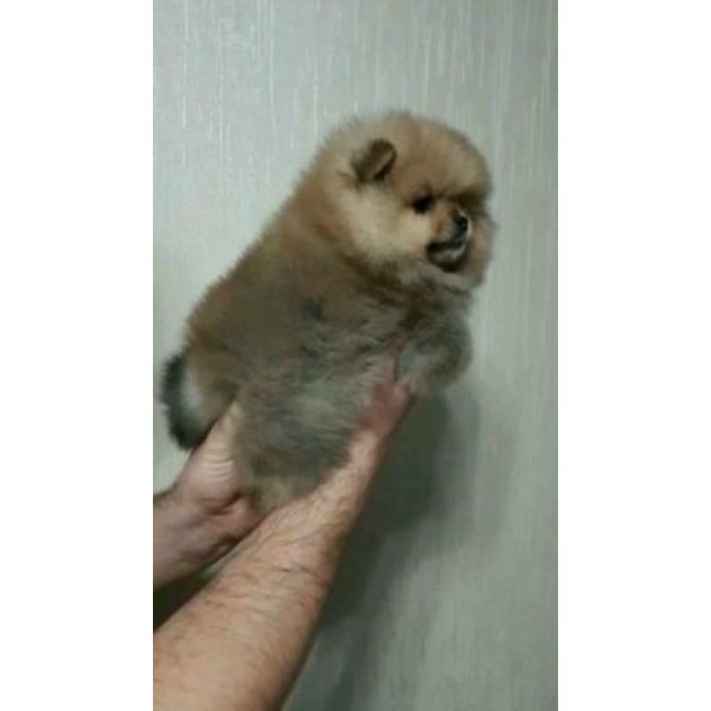 Pomeriaan exclusief reutje mini bear??