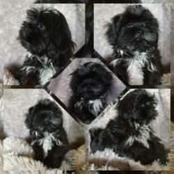 Boomer pup