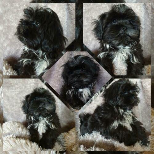 Boomer pup