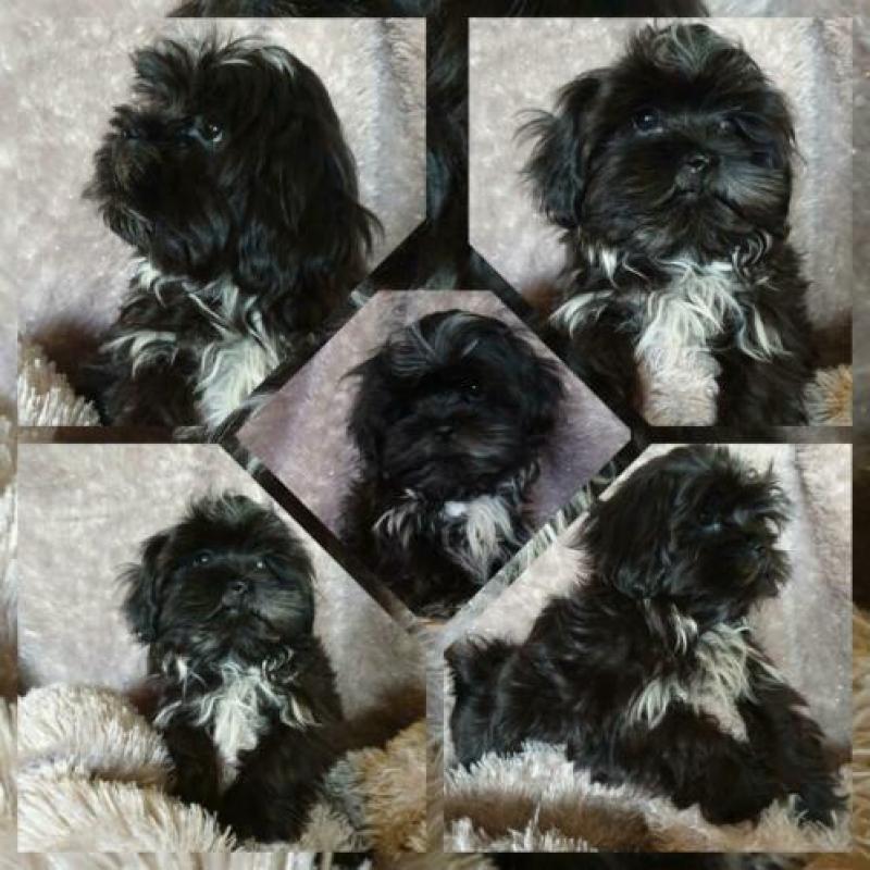 Boomer pup
