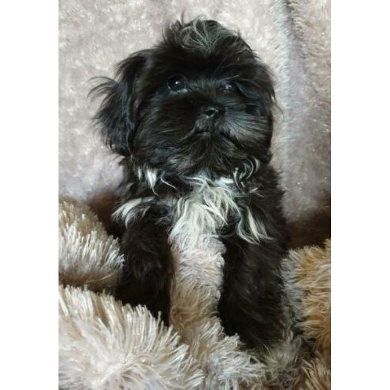 Boomer pup