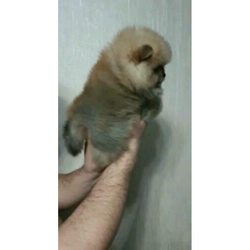 Pomeriaan exclusief reutje mini bear??