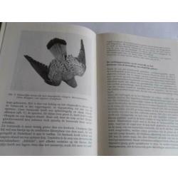 De TORENVALK door Rudolf Piechocki