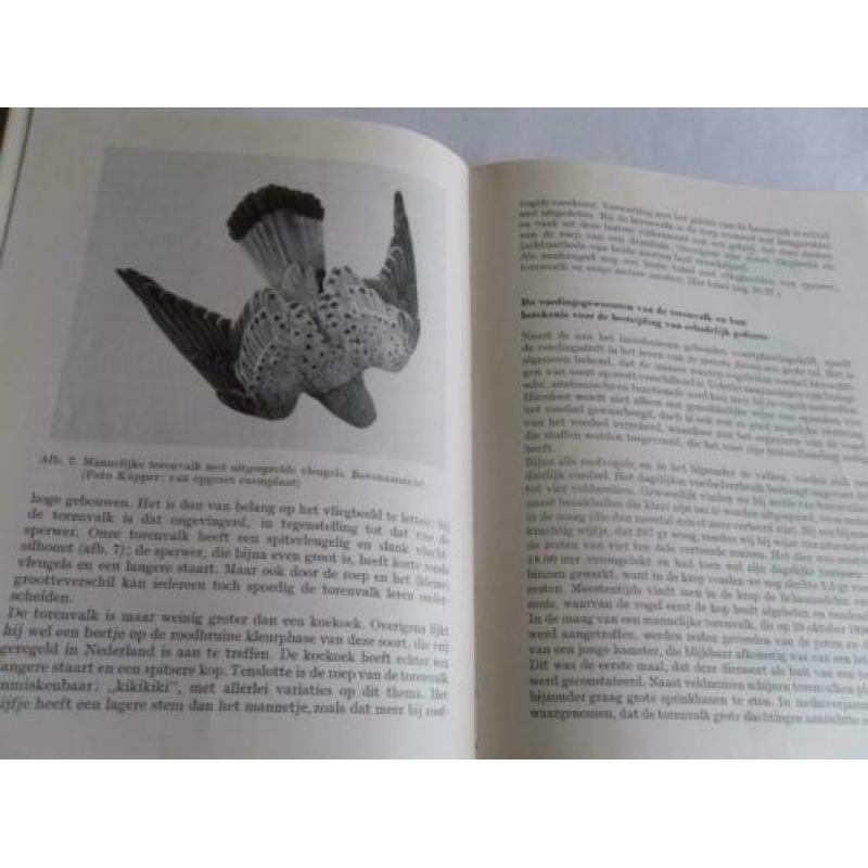 De TORENVALK door Rudolf Piechocki