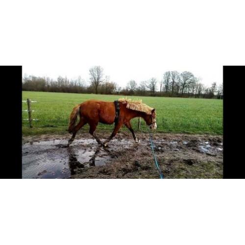 Super lieve ruin