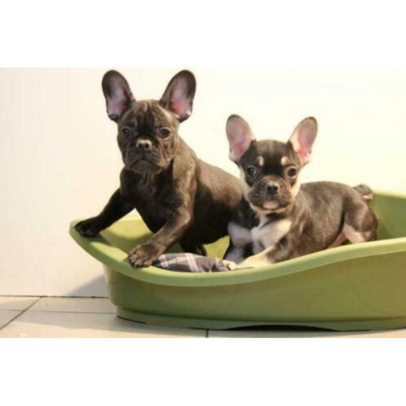 franse bulldog pups