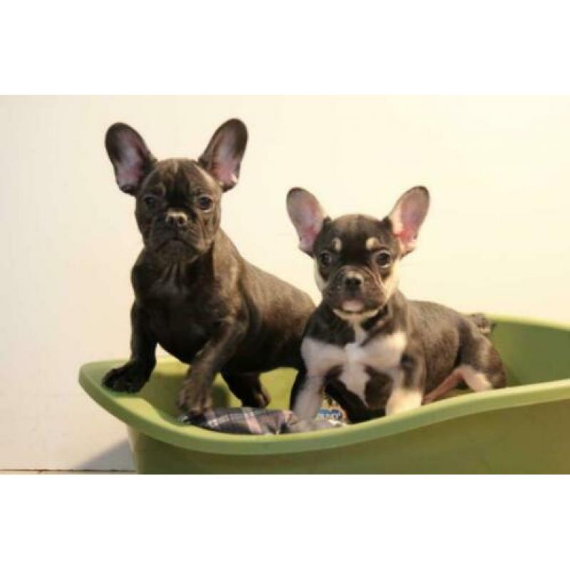franse bulldog pups