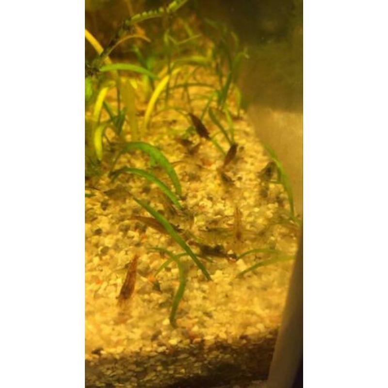 Garnalenmix 20 stuks ( neocaridina)+ matje met levermos