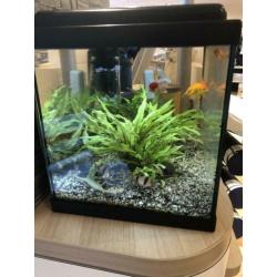 Mooie 60 liter aquarium, compleet!