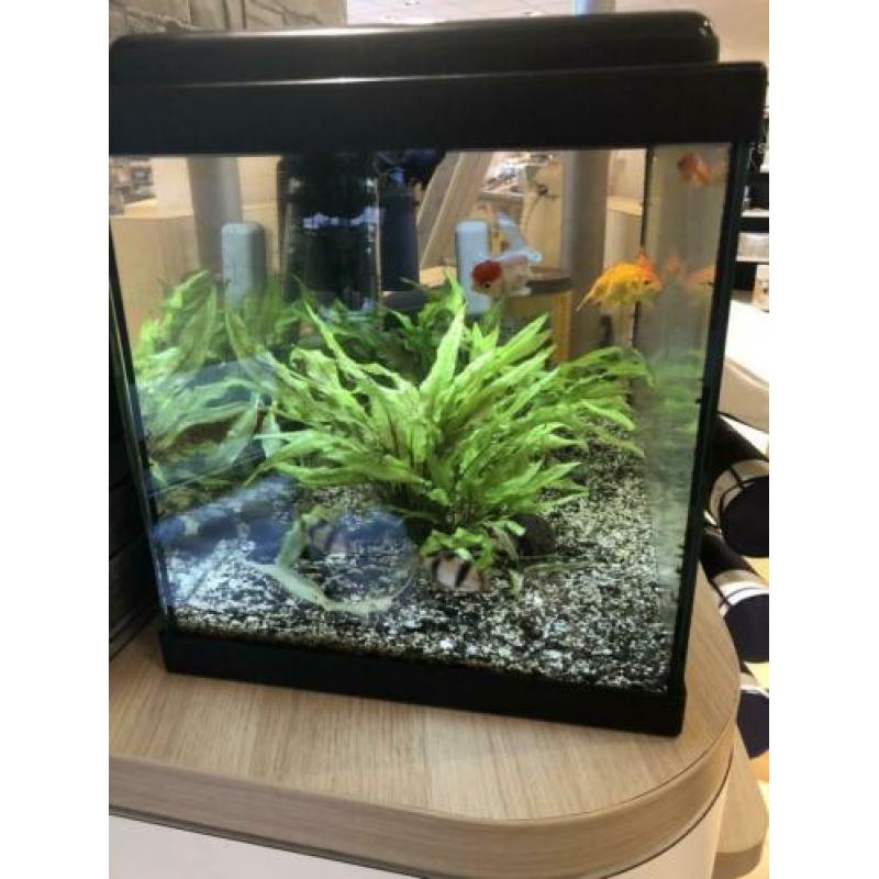 Mooie 60 liter aquarium, compleet!