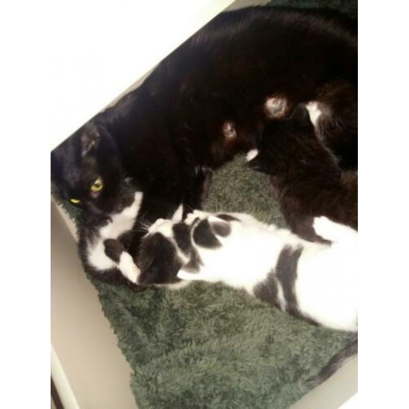 Sociale kittens 8weekjes
