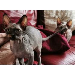 Twee Sphynx meisjes