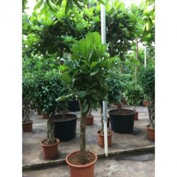 Ficus Lyrata - Vioolplant 415-425cm art16787