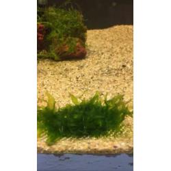 Garnalenmix 20 stuks ( neocaridina)+ matje met levermos