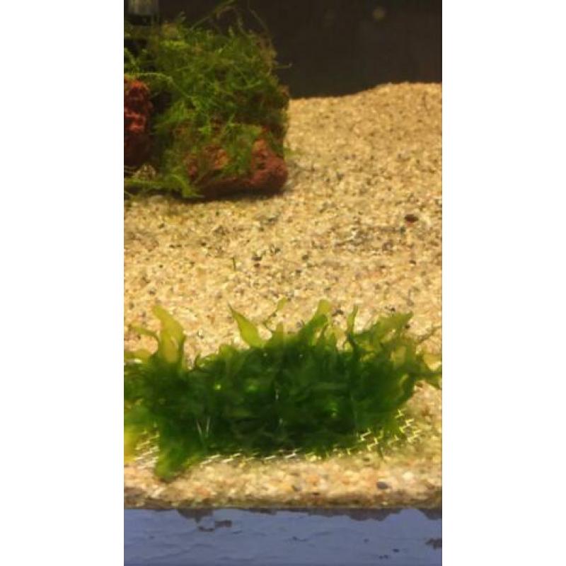 Garnalenmix 20 stuks ( neocaridina)+ matje met levermos