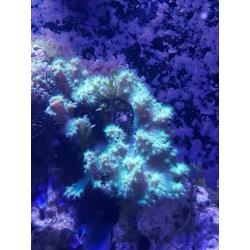 Kroepoek leder fluor groen