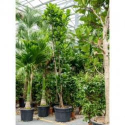 Ficus Lyrata - Vioolplant 415-425cm art16787
