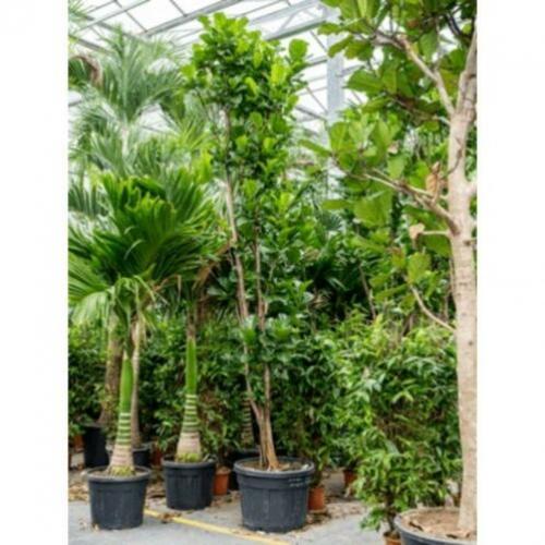 Ficus Lyrata - Vioolplant 415-425cm art16787