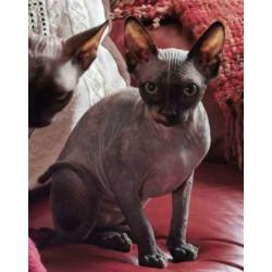 Twee Sphynx meisjes