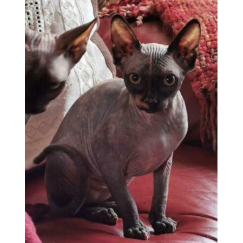Twee Sphynx meisjes