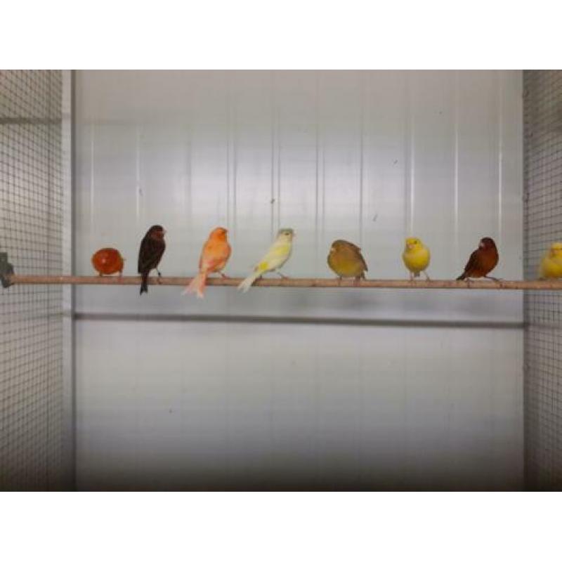 Te koop heel veel soorten en kleuren kanaries
