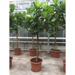 Ficus Lyrata - Vioolplant 415-425cm art16787