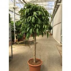 Ficus 'amstel King' 250-260cm - Stam art23573