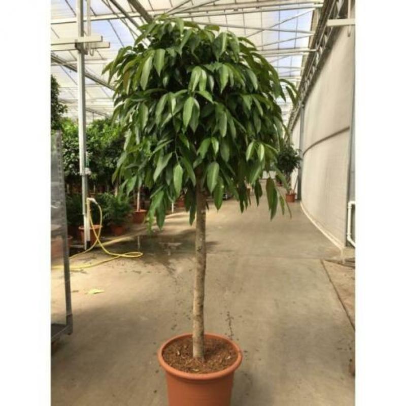 Ficus 'amstel King' 250-260cm - Stam art23573