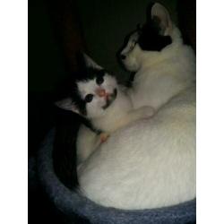 Sociale kittens 8weekjes