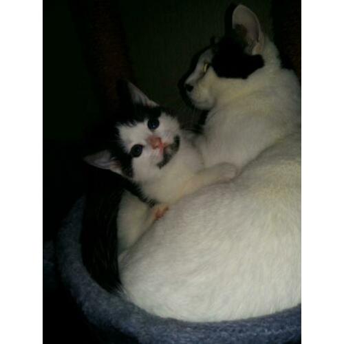 Sociale kittens 8weekjes