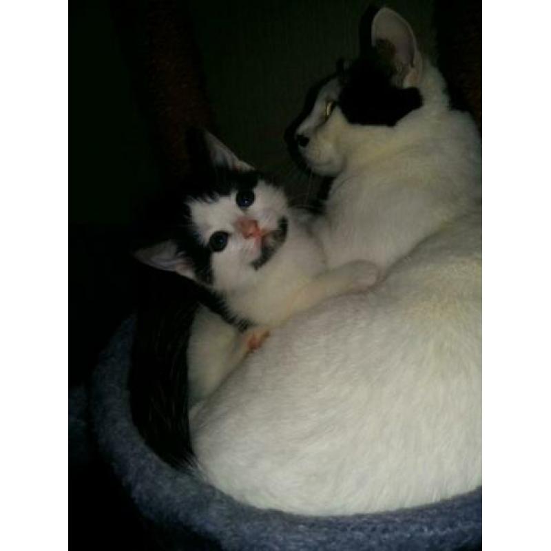 Sociale kittens 8weekjes