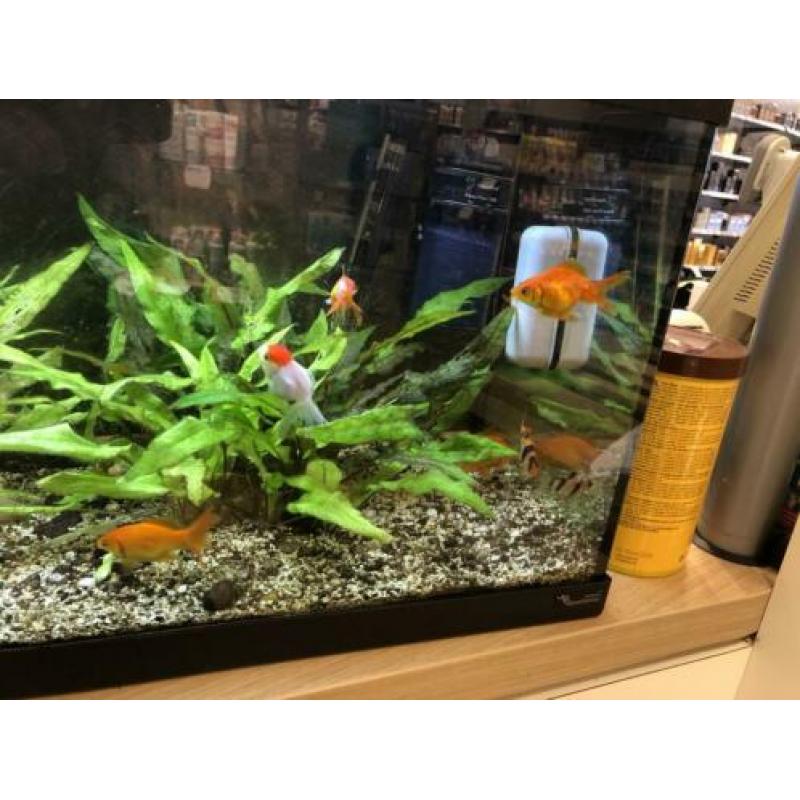Mooie 60 liter aquarium, compleet!
