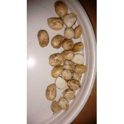 hazelnoten mooie volle noot ,,,mooie droge noten