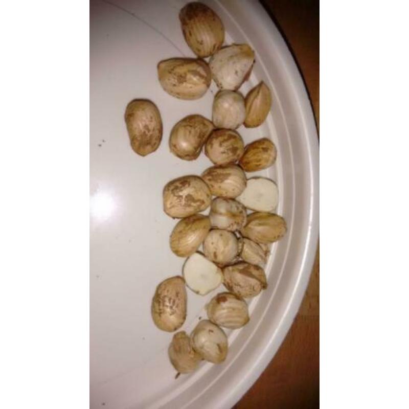 hazelnoten mooie volle noot ,,,mooie droge noten