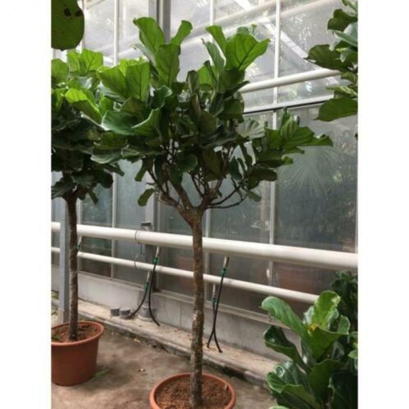 Ficus Lyrata - Vioolplant 415-425cm art16787