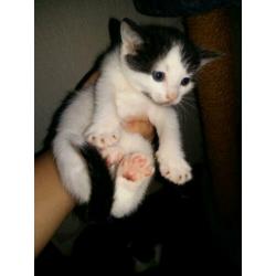 Sociale kittens 8weekjes