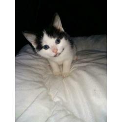Sociale kittens 8weekjes