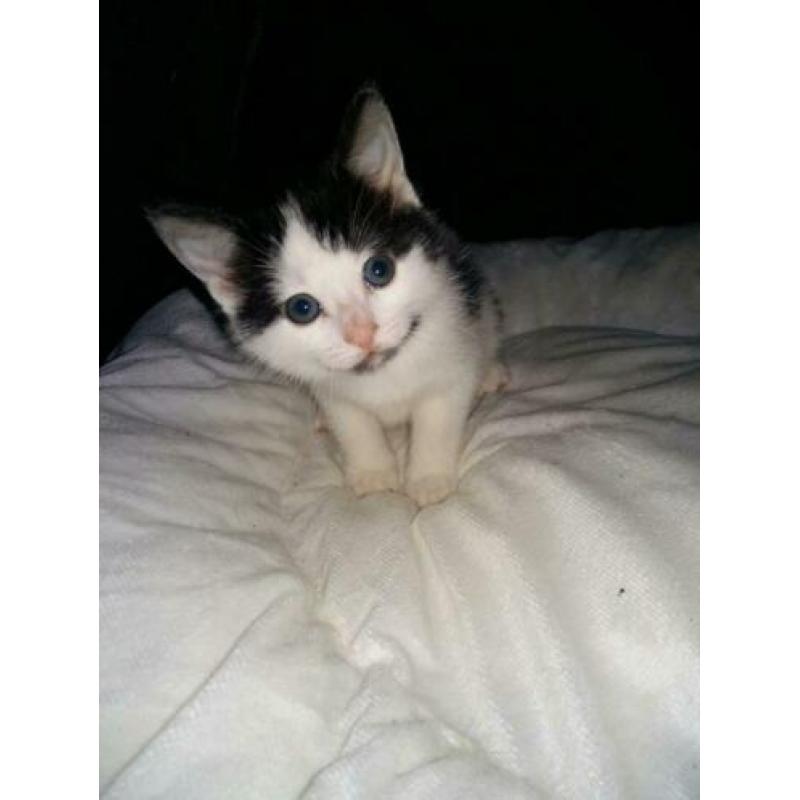 Sociale kittens 8weekjes