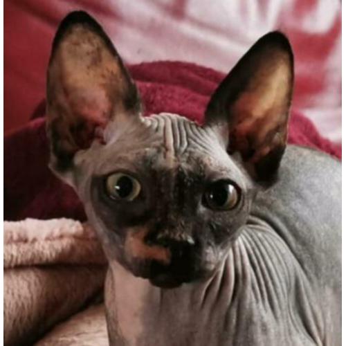 Twee Sphynx meisjes