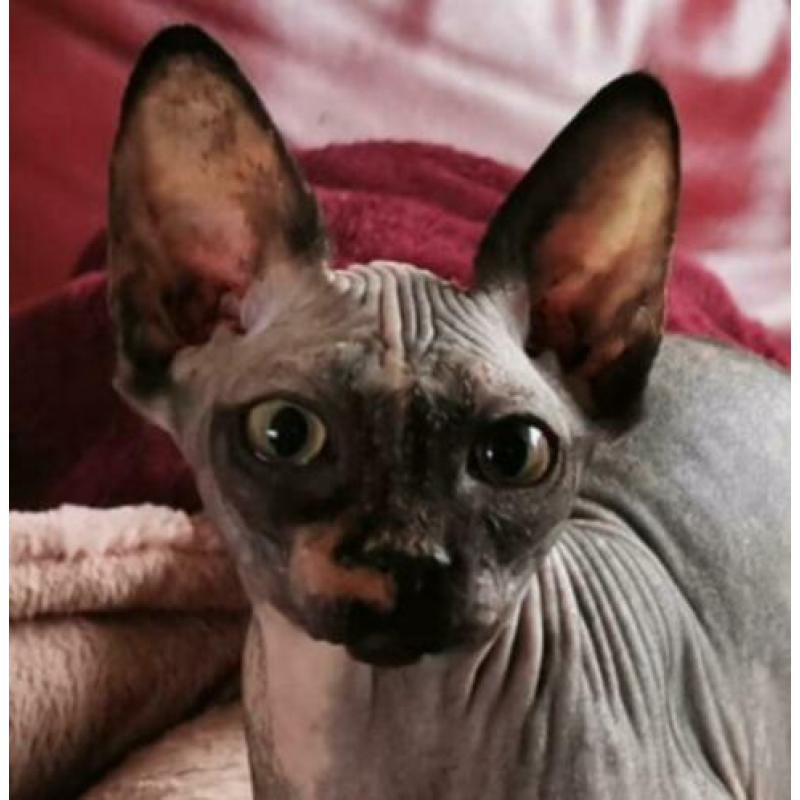 Twee Sphynx meisjes