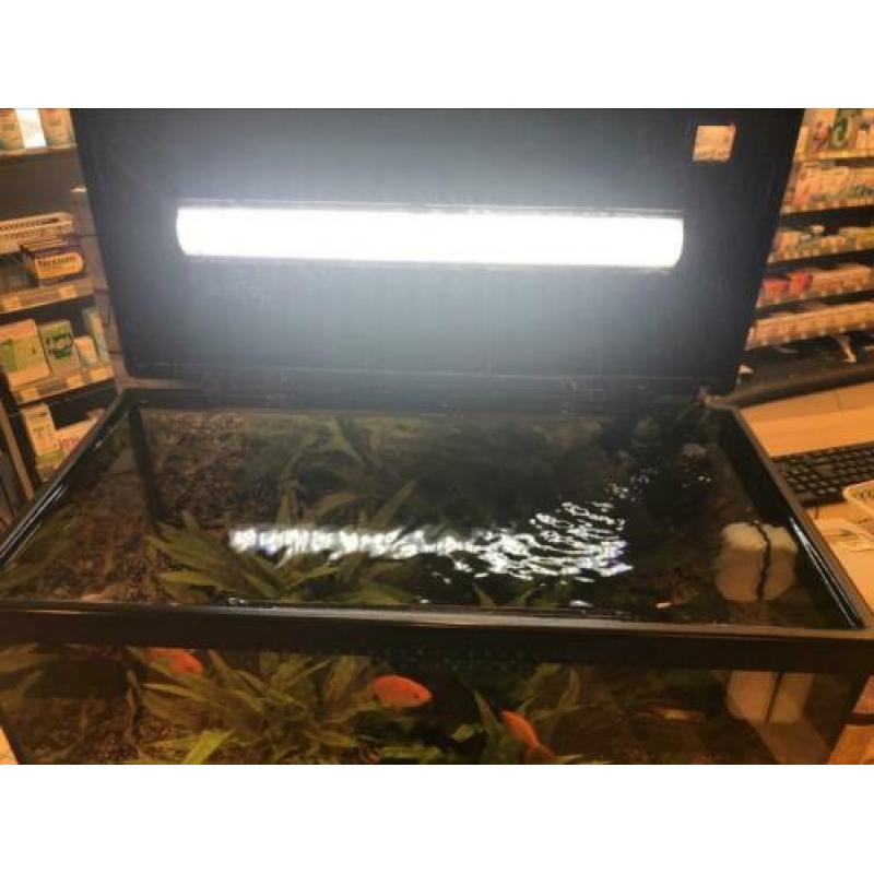 Mooie 60 liter aquarium, compleet!
