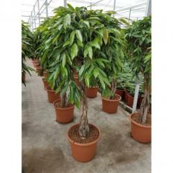 Ficus 'amstel King' 250-260cm - Stam art23573