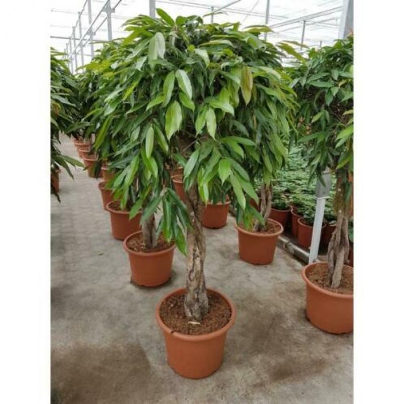 Ficus 'amstel King' 250-260cm - Stam art23573