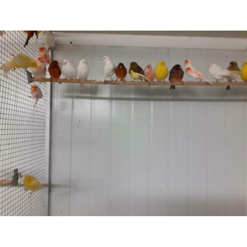 Te koop heel veel soorten en kleuren kanaries