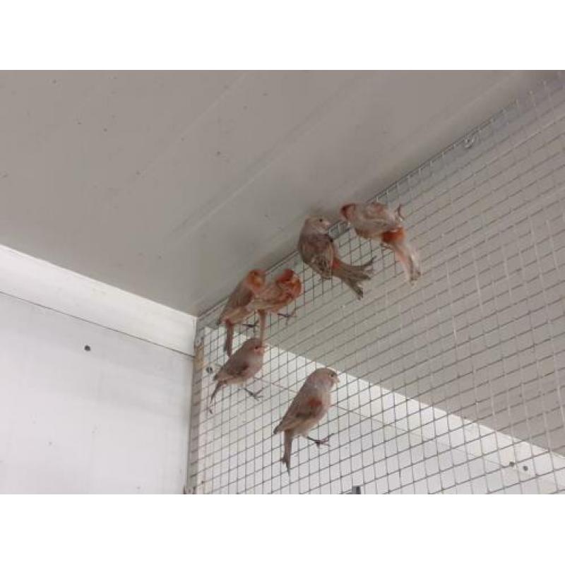 Te koop heel veel soorten en kleuren kanaries