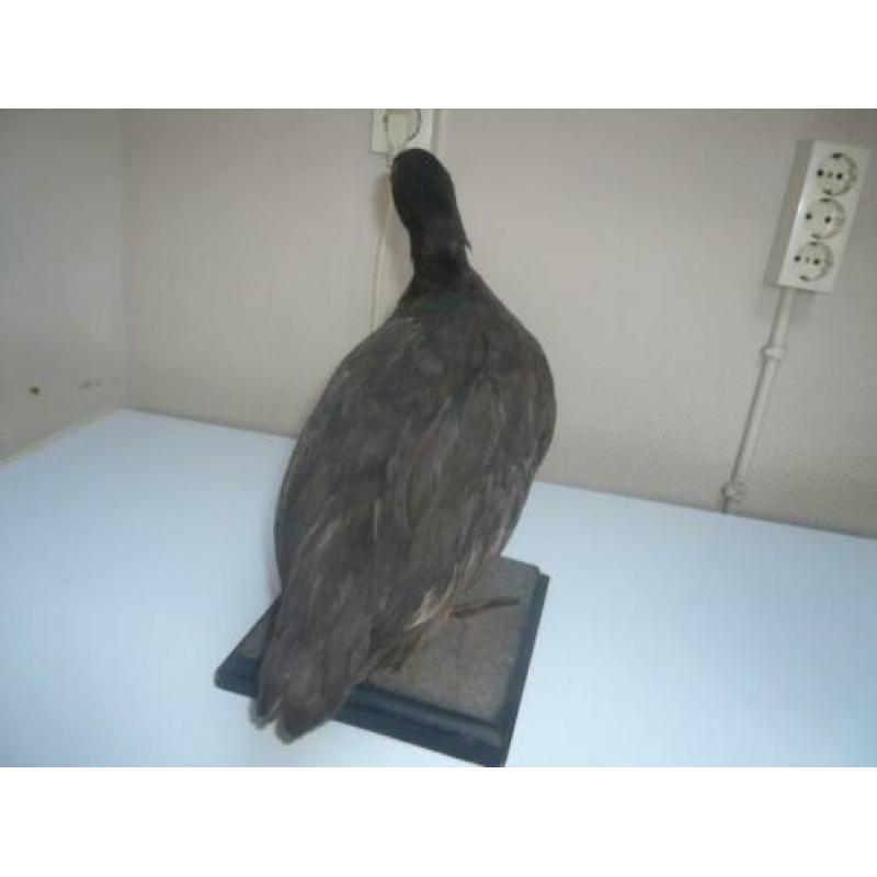Opgezette dieren