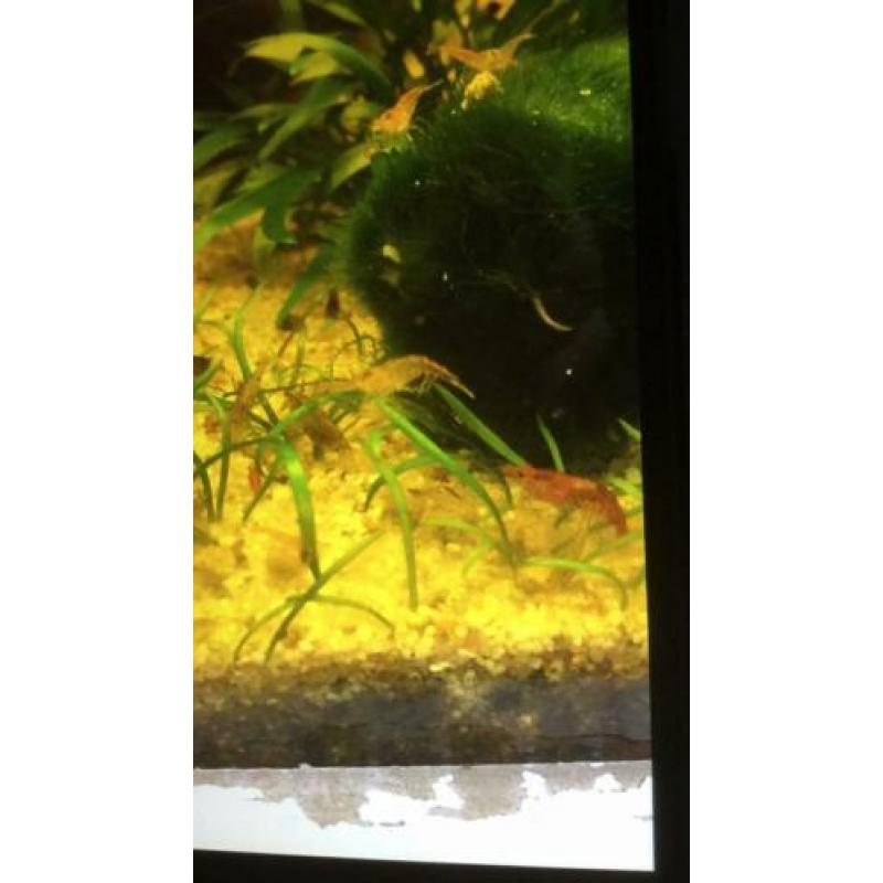 Garnalenmix 20 stuks ( neocaridina)+ matje met levermos